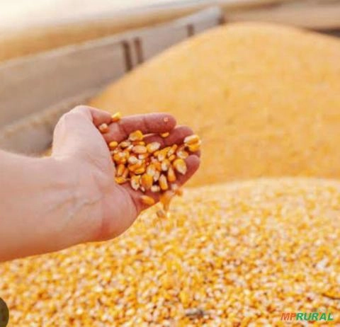 Milho Grão a granel Imagem Milho Grão a granel