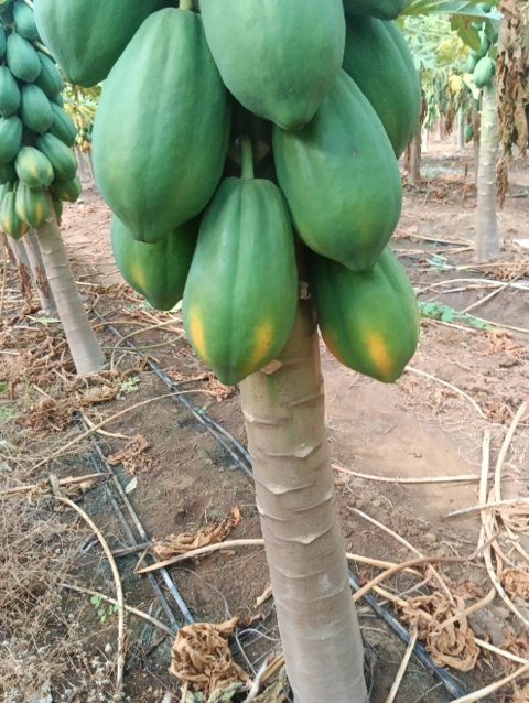 Imagem Mamão tipo exportação Imagem Mamão tipo exportação