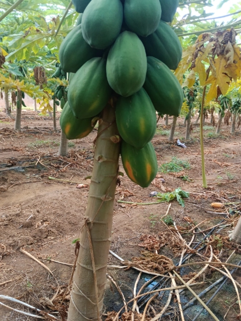 Imagem Mamão tipo exportação Imagem Mamão tipo exportação