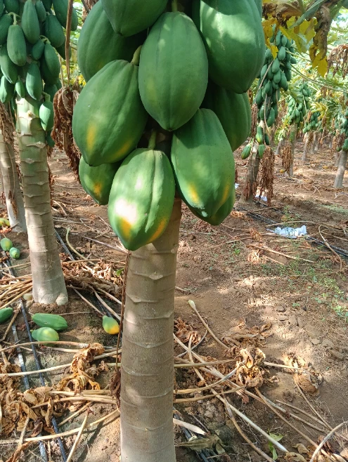 Mamão tipo exportação Imagem Mamão tipo exportação