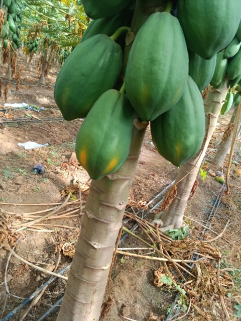 Imagem Mamão tipo exportação Imagem Mamão tipo exportação