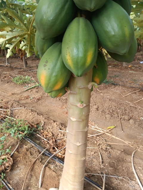 Imagem Mamão tipo exportação Imagem Mamão tipo exportação