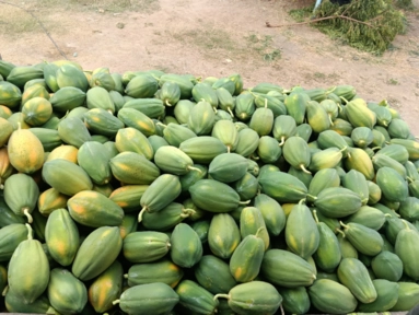 Imagem Mamão tipo exportação Imagem Mamão tipo exportação