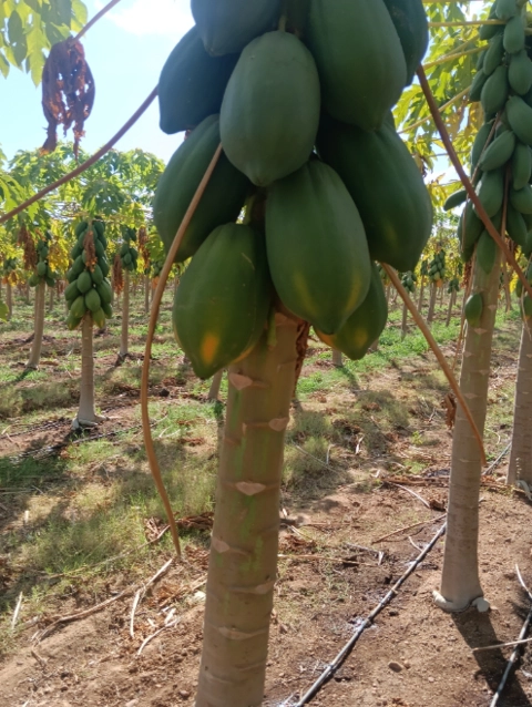 Imagem Mamão tipo exportação Imagem Mamão tipo exportação