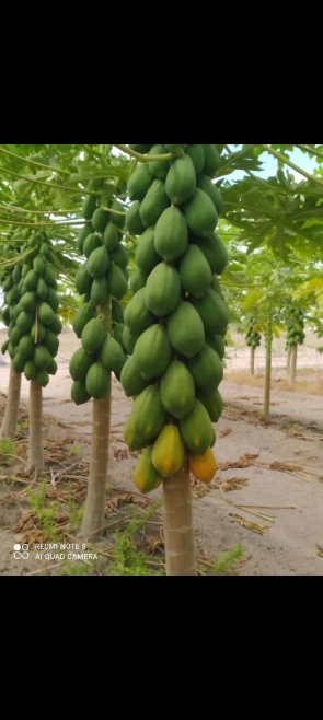 Imagem Mamão tipo exportação Imagem Mamão tipo exportação