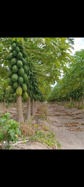 Imagem Mamão tipo exportação Imagem Mamão tipo exportação