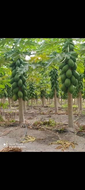 Imagem Mamão tipo exportação Imagem Mamão tipo exportação