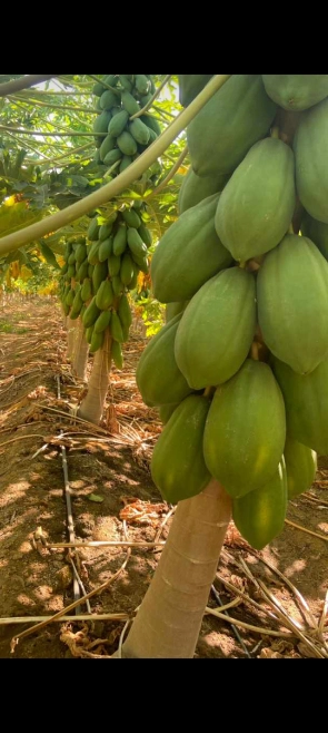 Imagem Mamão tipo exportação Imagem Mamão tipo exportação