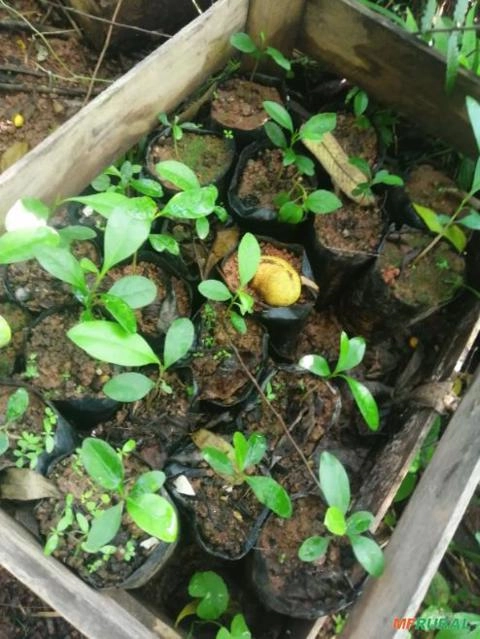 Jacaranda, Pau Brasil , Pau ferro, Roxinho IPÊS diversas cores Imagem Jacaranda, Pau Brasil , Pau ferro, Roxinho IPÊS diversas cores