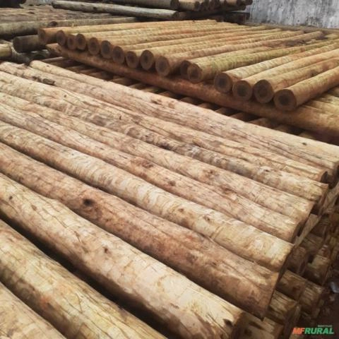 Eucalipto Tratado Amaru Imagem Eucalipto Tratado Amaru