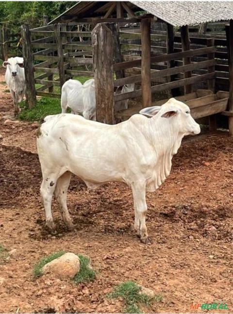 Bezerros - Nelore e tabapuã Imagem Bezerros - Nelore e tabapuã