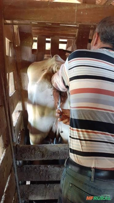 Imagem Serviços Veterinários Imagem Serviços Veterinários