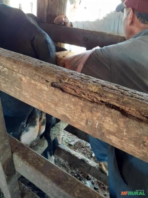 Imagem Serviços Veterinários Imagem Serviços Veterinários