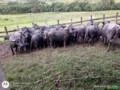 Bezerros búfalos