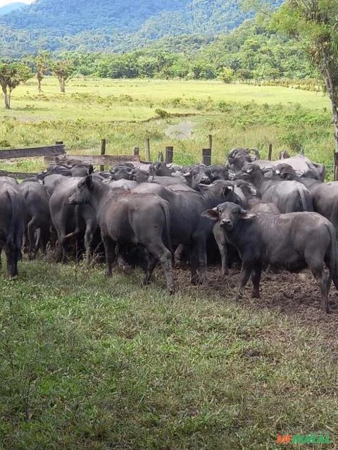 Bezerros búfalos