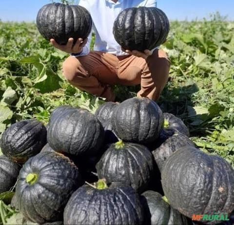 Abóbora Imagem Abóbora