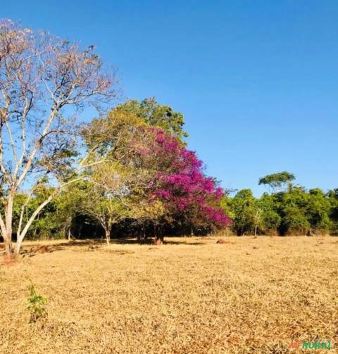 Vendo fazenda