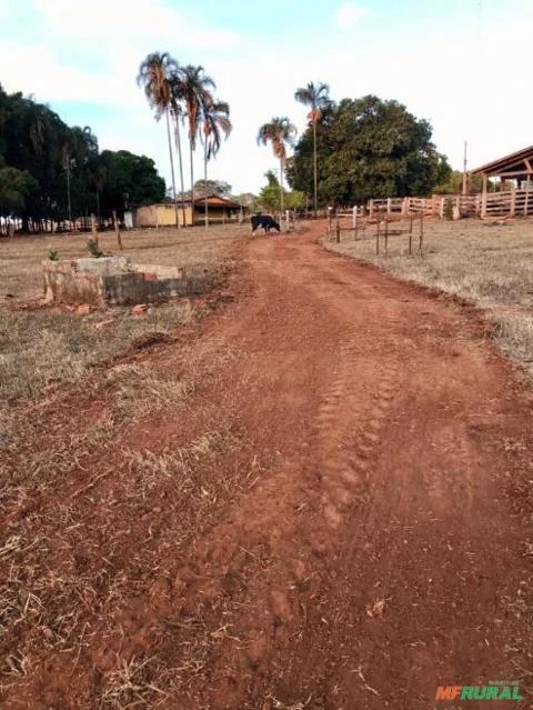 Vendo fazenda