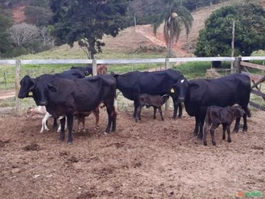 Vendo fazenda em Minas Gerais/Governador Valadares