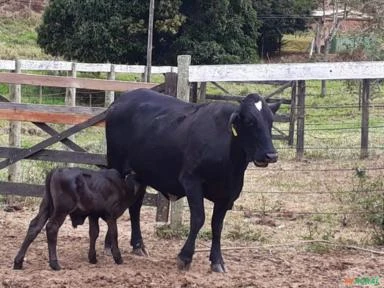 Vendo fazenda em Minas Gerais/Governador Valadares