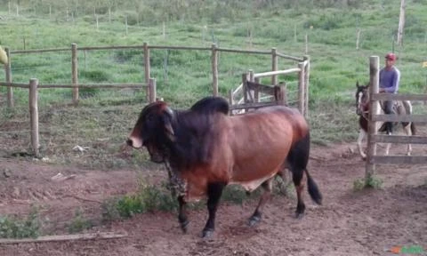 Vendo fazenda em Minas Gerais/Governador Valadares