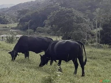 Vendo fazenda em Minas Gerais/Governador Valadares