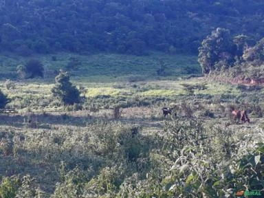 Vendo fazenda em Minas Gerais/Governador Valadares