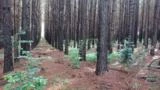Floresta Pinus Eliot