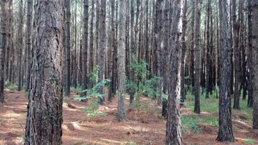 Floresta Pinus Eliot