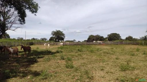 Oportunidade, Fazenda Barata de 1.000 hectares