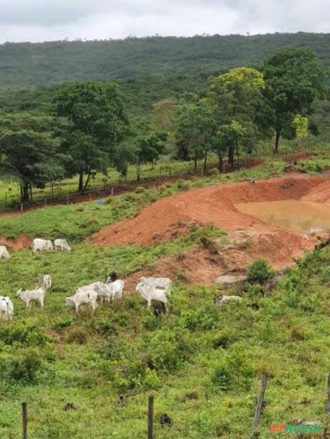 Excelente Fazenda  para Pecuária em MG