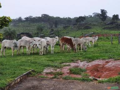Excelente Fazenda  para Pecuária em MG