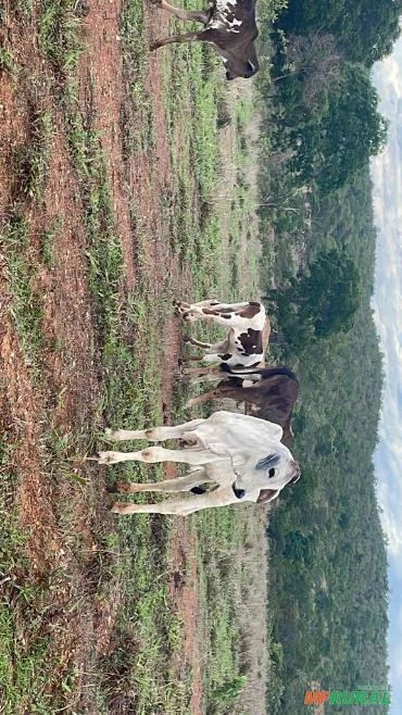 Fazenda dupla aptidão em lassance