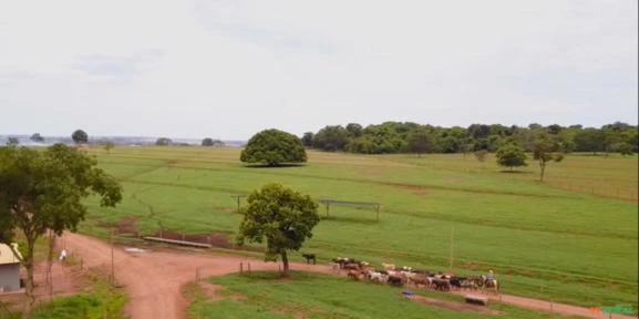 FAZENDA LEITEIRA TRIÂNGULO MINEIRO