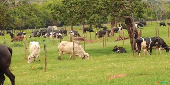 FAZENDA LEITEIRA TRIÂNGULO MINEIRO