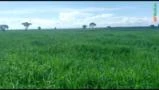 Fazenda com 1.100 hectares em Urucuia MG