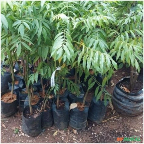 MUDAS DE CAJÁ-MANGA ANÃO Imagem MUDAS DE CAJÁ-MANGA ANÃO