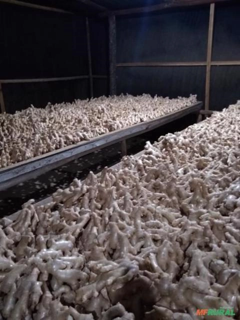 Gengibre Imagem Gengibre