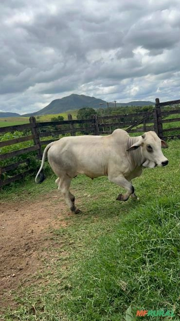 Nelore Imagem Nelore