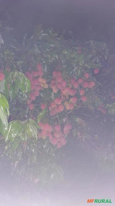 Produção de Lichia Imagem Produção de Lichia