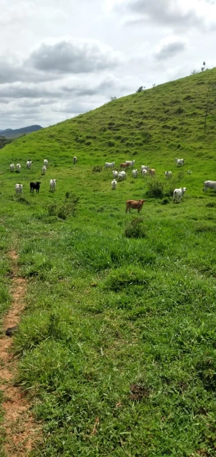 Fazenda em Rio Claro