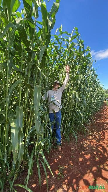 Sorgo Gigante LAS 6002F (Sorgo gigante com grãos) Imagem Sorgo Gigante LAS 6002F (Sorgo gigante com grãos)