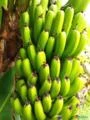 Banana Verde excelente qualidade