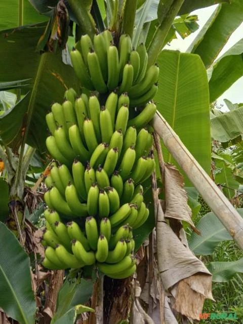 Banana Verde excelente qualidade