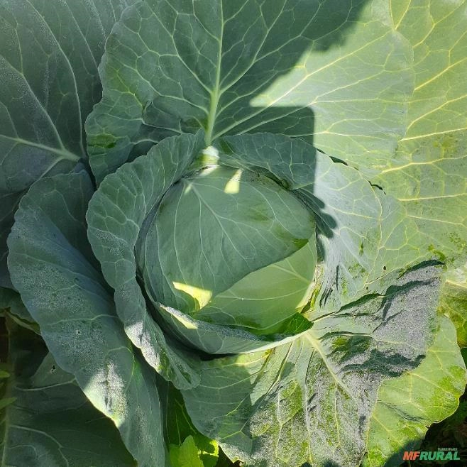 VENDO REPOLHO VERDE Imagem VENDO REPOLHO VERDE