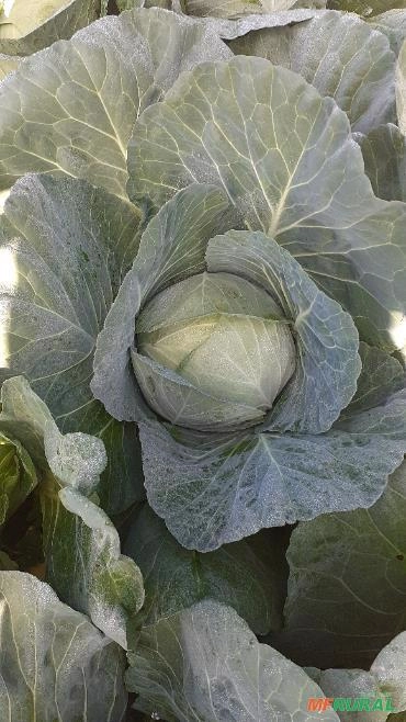 Imagem VENDO REPOLHO VERDE Imagem VENDO REPOLHO VERDE