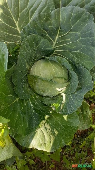 Imagem VENDO REPOLHO VERDE Imagem VENDO REPOLHO VERDE