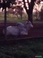 Vendo Gado Nelore Imagem Vendo Gado Nelore