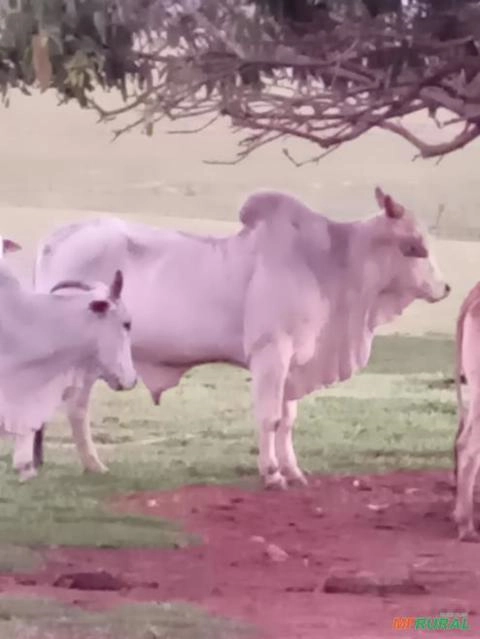 Vendo Gado Nelore Imagem Vendo Gado Nelore