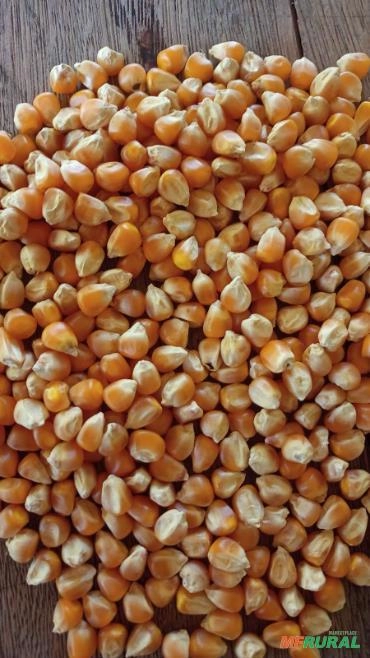 Imagem Semente de milho Selecionada Imagem Semente de milho Selecionada